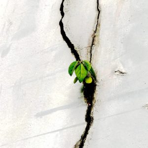 photo vitalité visio
